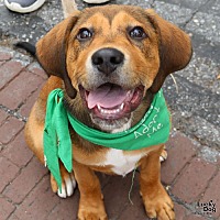adopt a pet