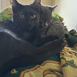 bonded pet photo