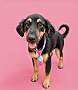 DUKE - Black and Tan Coonhound available for adoption