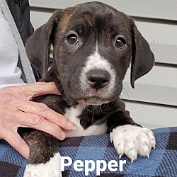 Thumbnail photo of Pepper #2