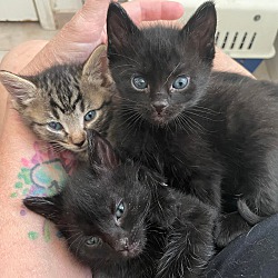Photo of Kittens