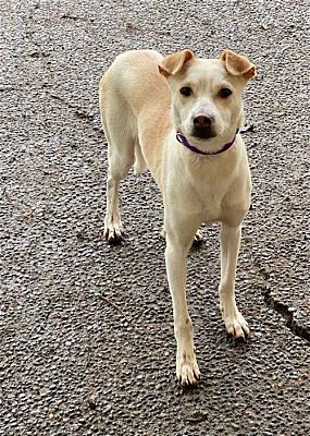 Seattle, WA - Australian Cattle Dog/Italian Greyhound. Meet MISTY