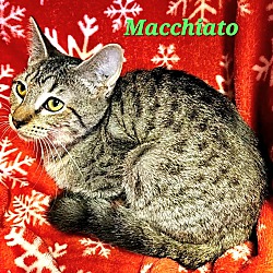 Thumbnail photo of Macchiato #1