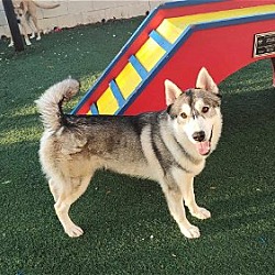 Thumbnail photo of Tate- $75 Adoption Fee! Diamond Dog! #3