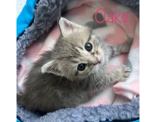 Louisville, KY - Domestic Shorthair/Mixed Breed (Medium). Meet Oaks a ...