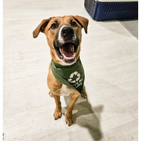 adopt-pet