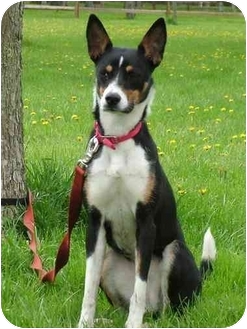 basenji terrier