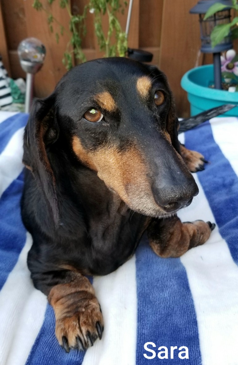 saras dog gone beautiful