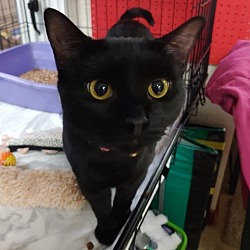 Photo of Ginger