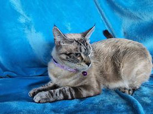 San Antonio, TX - Siamese. Meet Tallie a Pet for Adoption - AdoptaPet.com