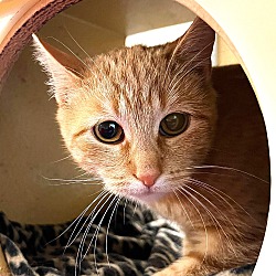 Photo of Marigold