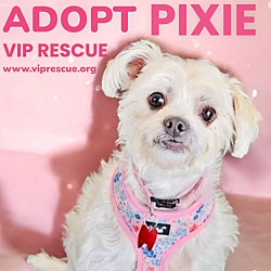 Thumbnail photo of Pixie #1