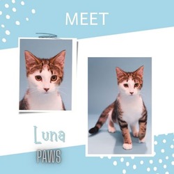 Thumbnail photo of Luna #1