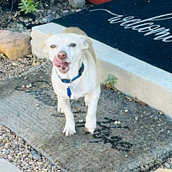 bonded pet photo