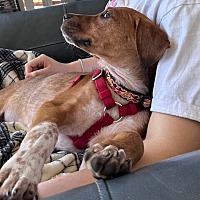 adopt a pet