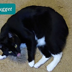 Thumbnail photo of Nugget #1
