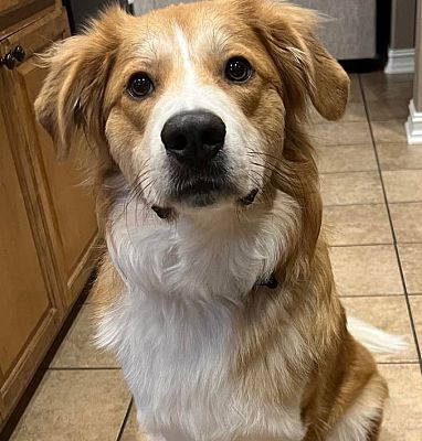 Tulsa, OK - Golden Retriever/Great Pyrenees. Meet Huckley a Pet for ...