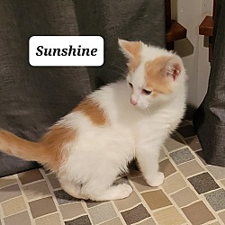 Photo of Sunshine