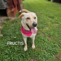 Thumbnail photo of Fructis #1