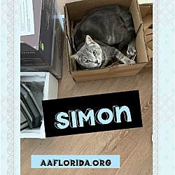 Thumbnail photo of Simon #3