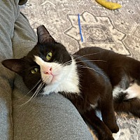 adopt a pet