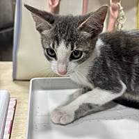 adopt a pet