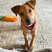 adopt a pet