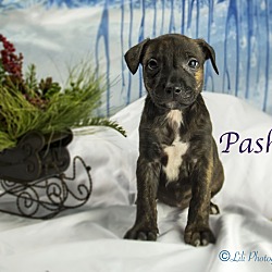 Thumbnail photo of Pash #3