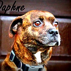Thumbnail photo of Daphne~adopted! #4