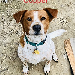 Photo of Copper