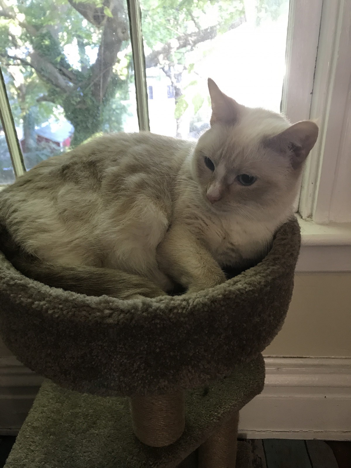 Adopt Maya A White (Mostly) Balinese / Mixed (short Coat ...