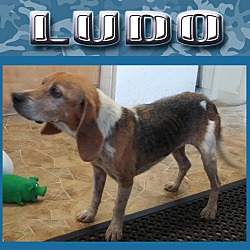 Photo of Ludo