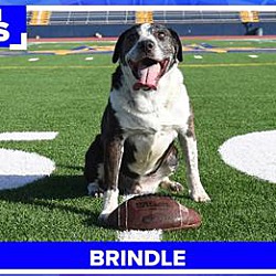 Thumbnail photo of Brindle #4