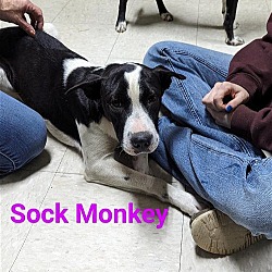 Photo of Sock Monkey