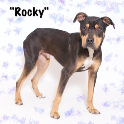 Thumbnail photo of Rocky #1