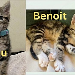 Thumbnail photo of Lilou & Benoit (bonded siblings) #1