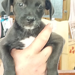 Photo of Puppy Zamboni