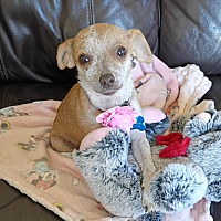 adopt a pet