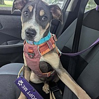 adopt a pet