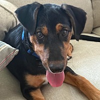 adopt a pet