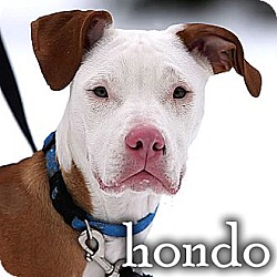 Photo of hondo