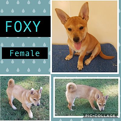 East Hartford Ct Shiba Inu Meet Foxy Pending Adoption