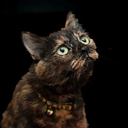 Photo of Cinnamon