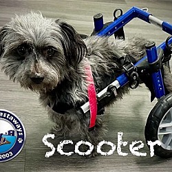Thumbnail photo of Scooter #4
