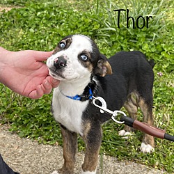 Photo of Thor ~ meet me!