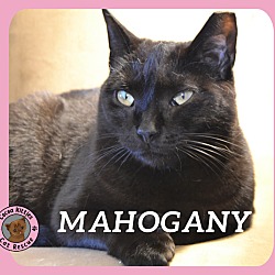 Photo of Mahogany