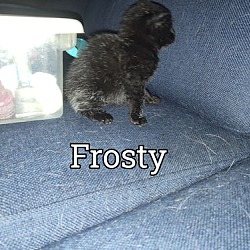 Thumbnail photo of Frosty #2