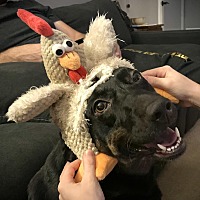 adopt a pet