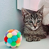 adopt a pet