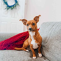 adopt a pet